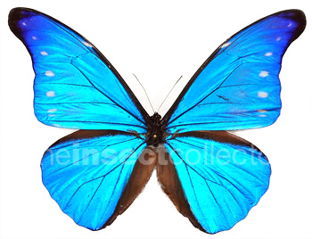 Morpho rhetenor