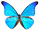 Morpho rhetenor