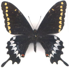 Papilio caiguanabus