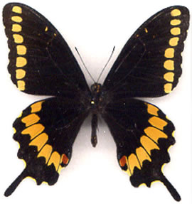 Papilio caiguanabus