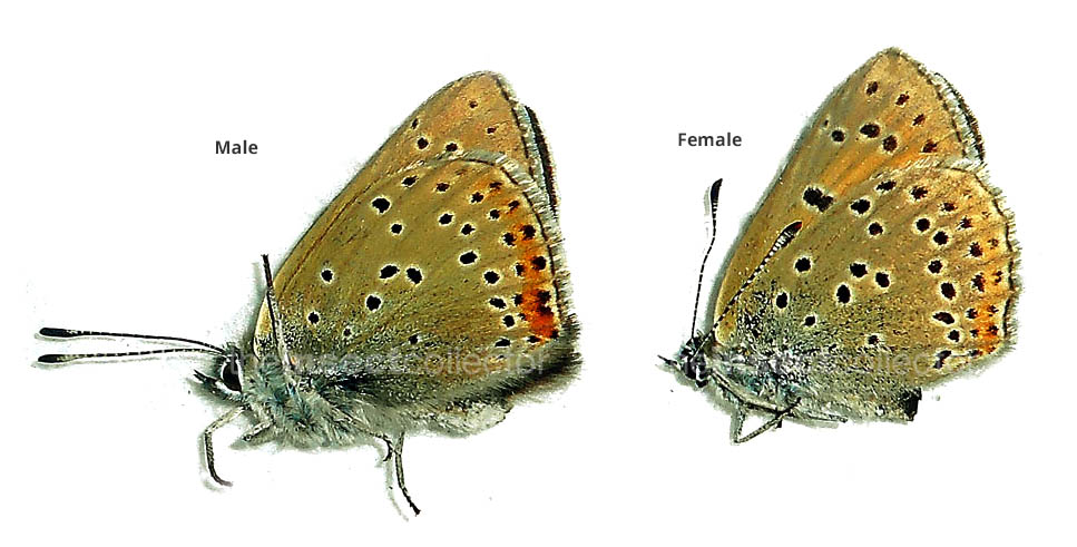 Lycaena candens 