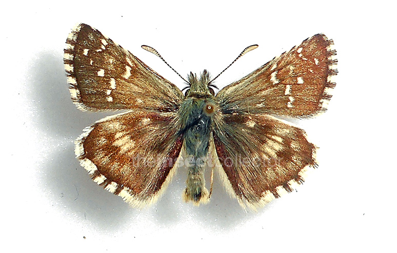 Pyrgus carlinae