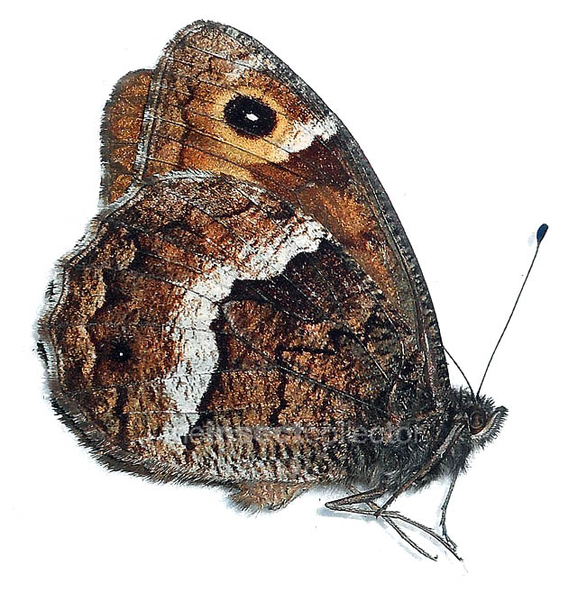 Hipparchia caroli 