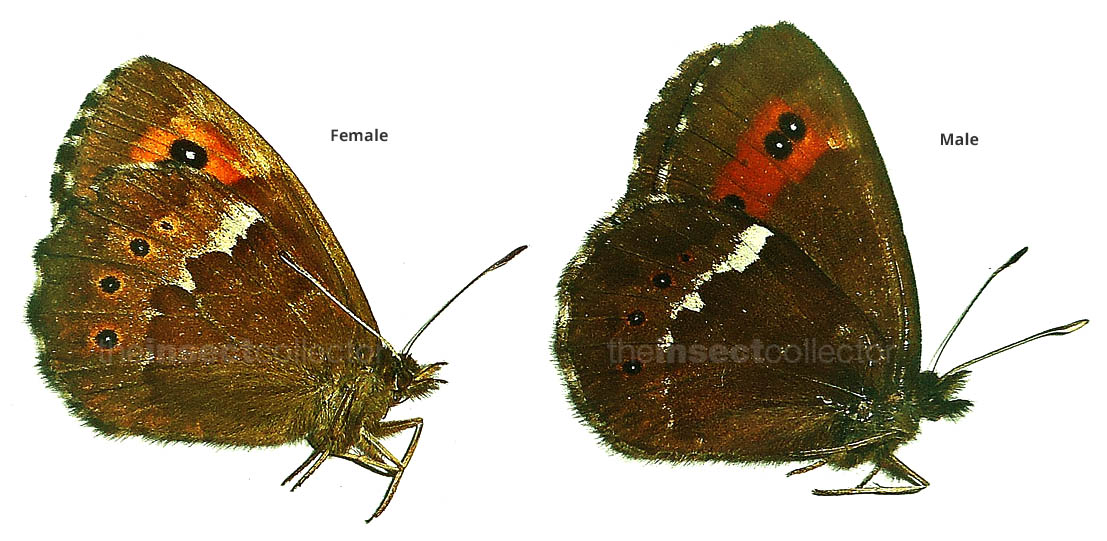 Erebia ligea