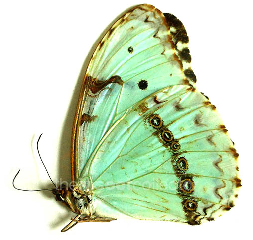 Morpho epistrophus 