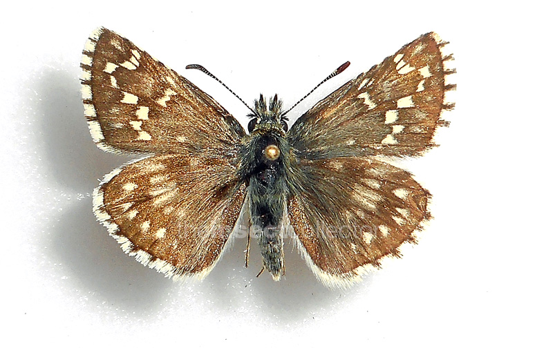 Pyrgus carthami