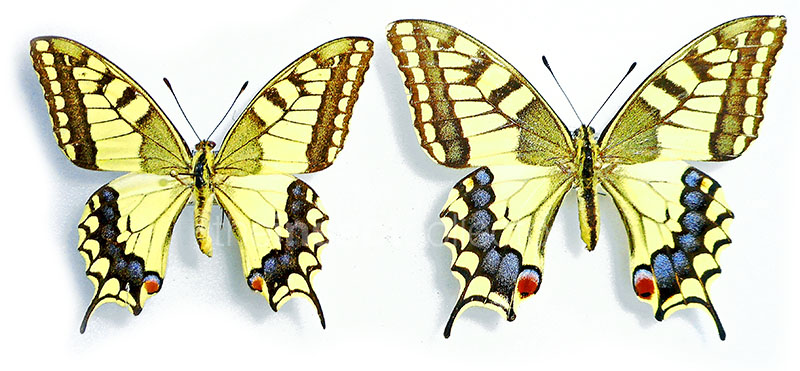 Papilio machaon 