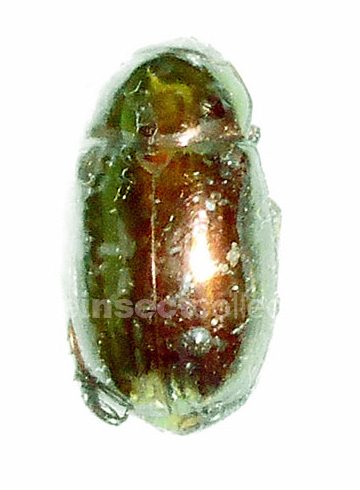 Chrysina chalcothea