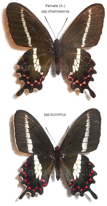 Parides bunichus