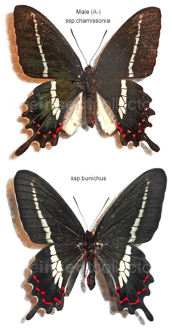 Parides bunichus