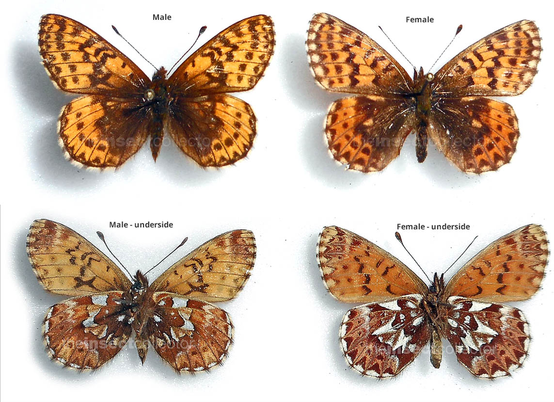 Boloria (Clossiana) chariclea