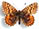 Boloria (Clossiana) chariclea