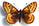 Boloria (Clossiana) chariclea