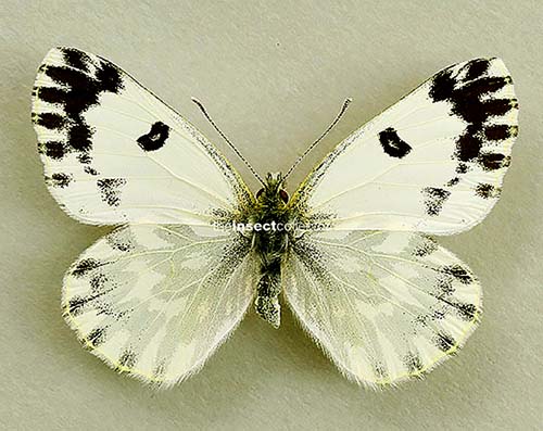 Pontia chlorodice 