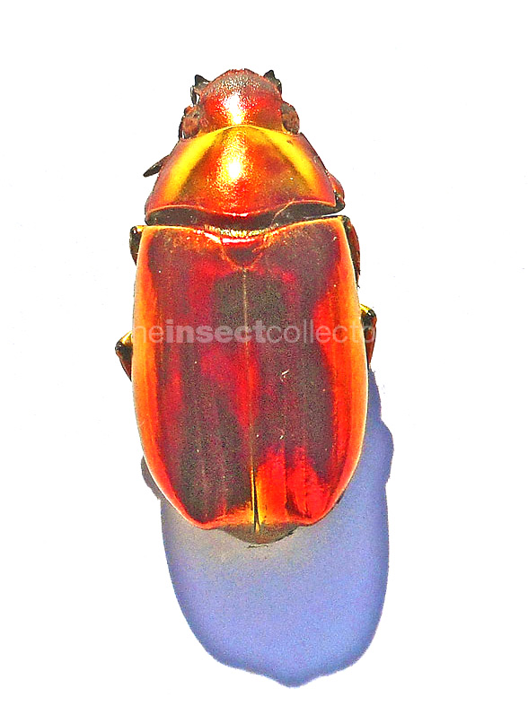 Chrysina chrysargirea