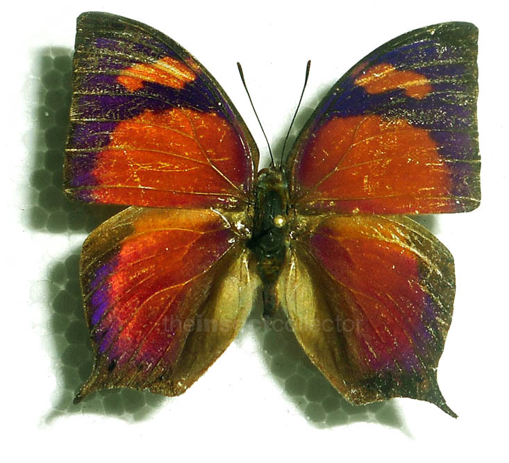 Fountainea (halice) chrysophana