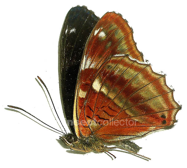 Limenitis ciocolatina 