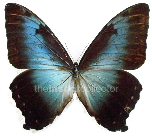 Morpho cisseis  x ssp.phanodemus