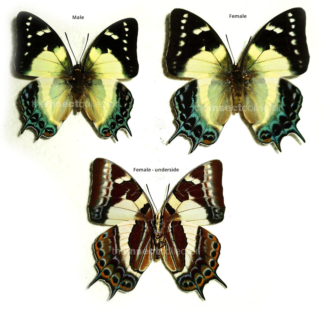 Polyura clitarcharus