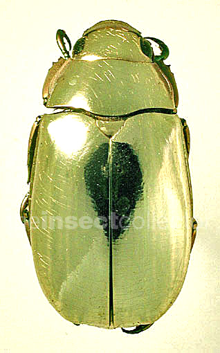 Chrysina clypealis