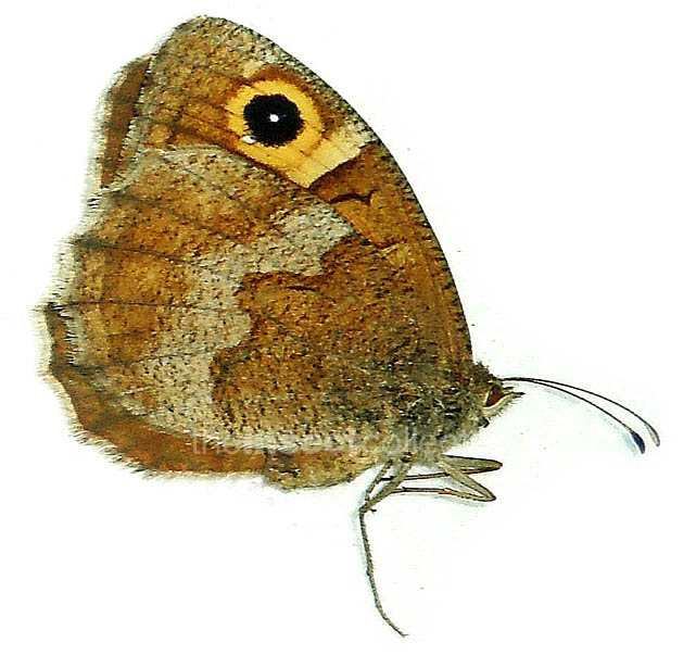 Hipparchia hansii