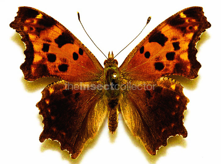 Polygonia comma (black hindwings)