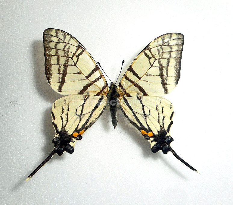 Graphium (Pazala)