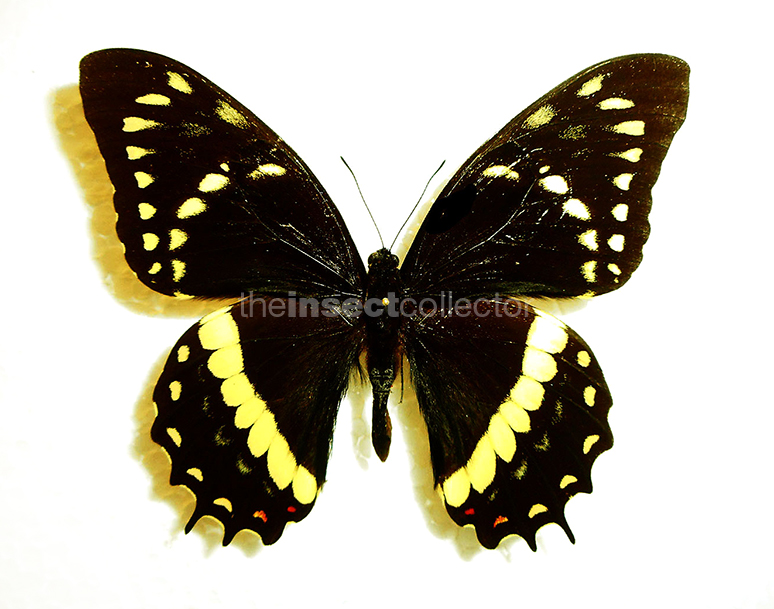 Papilio coroebus