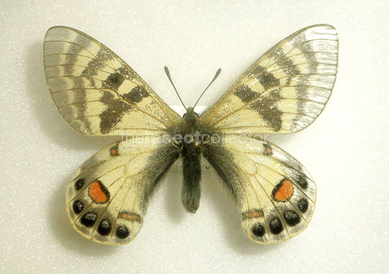 Parnassius charltonius