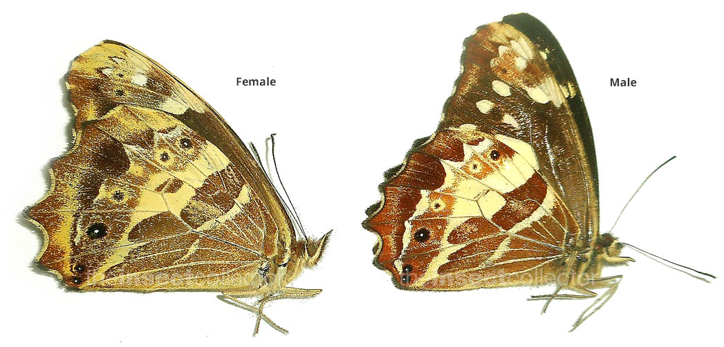 Oxeoschistus (Dioriste)