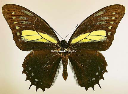 Papilio menatius 