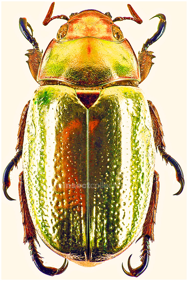 Chrysina curoei