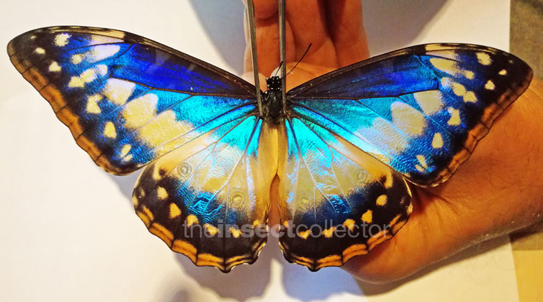 Morpho cypris