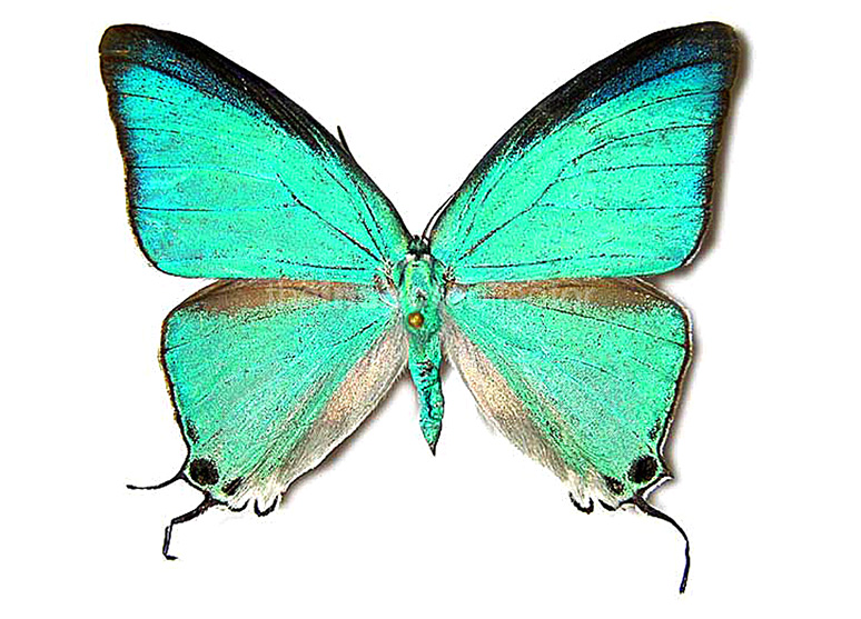 Pseudolycaena damo 