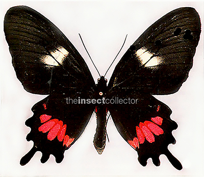 Parides tros