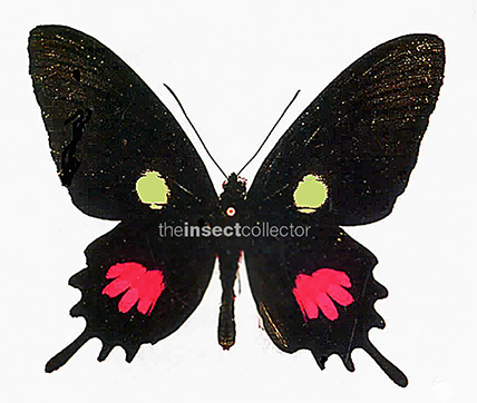 Parides tros