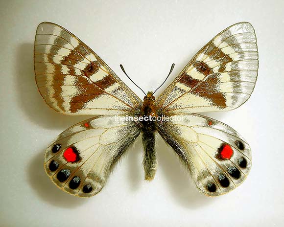 Parnassius charltonius