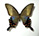 Papilio dehaanii 
