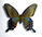 Papilio dehaanii 