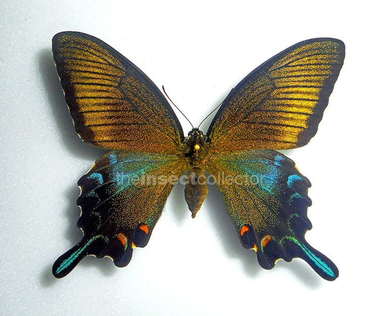 Papilio dehaanii 