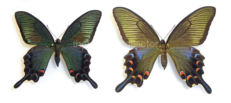 Papilio dehaanii 