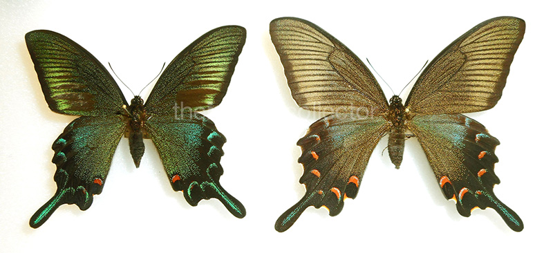 Papilio dehaanii 