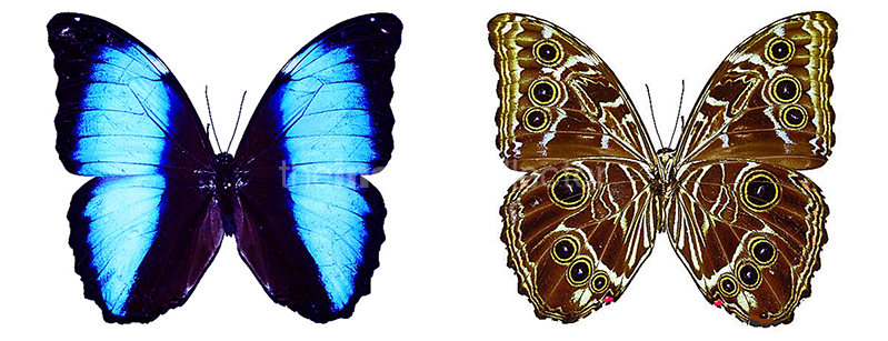 Morpho deidamia 