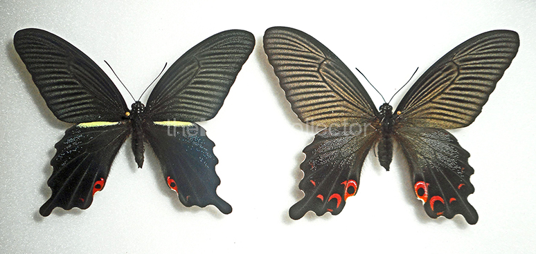 Papilio protenor