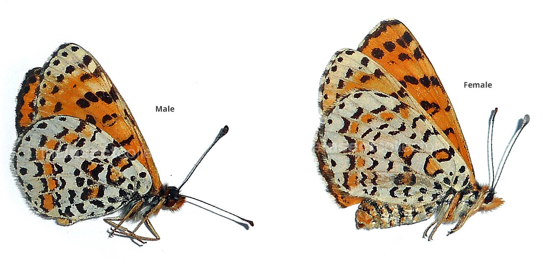 Melitaea deserticola