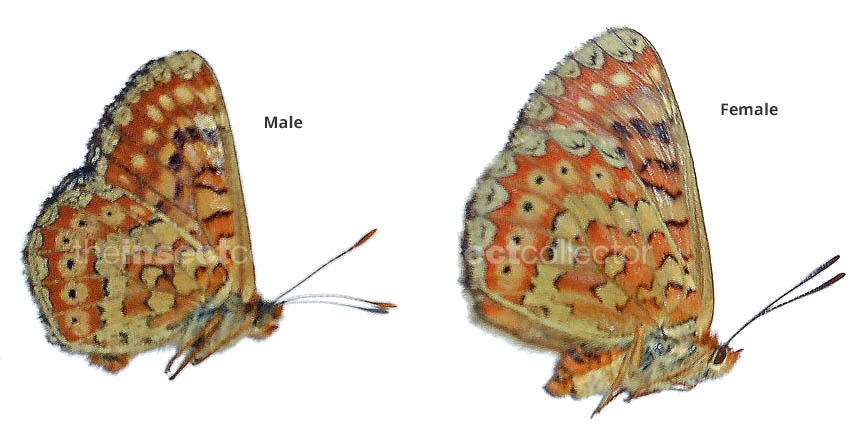 Euphydryas desfontainii