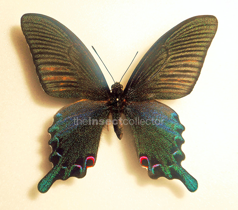 Papilio dialis 