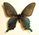 Papilio dialis 