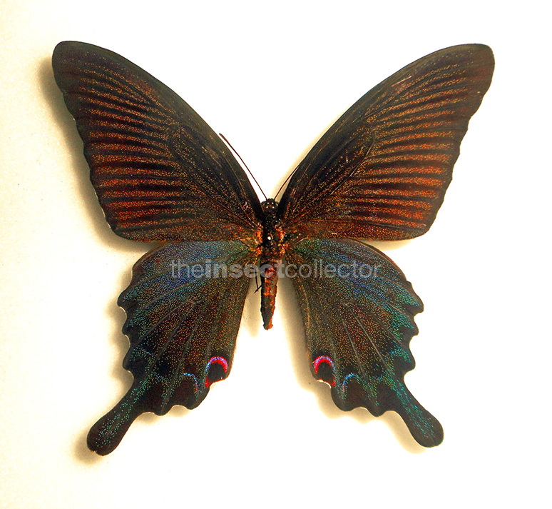 Papilio dialis 