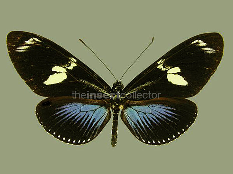 Heliconius doris